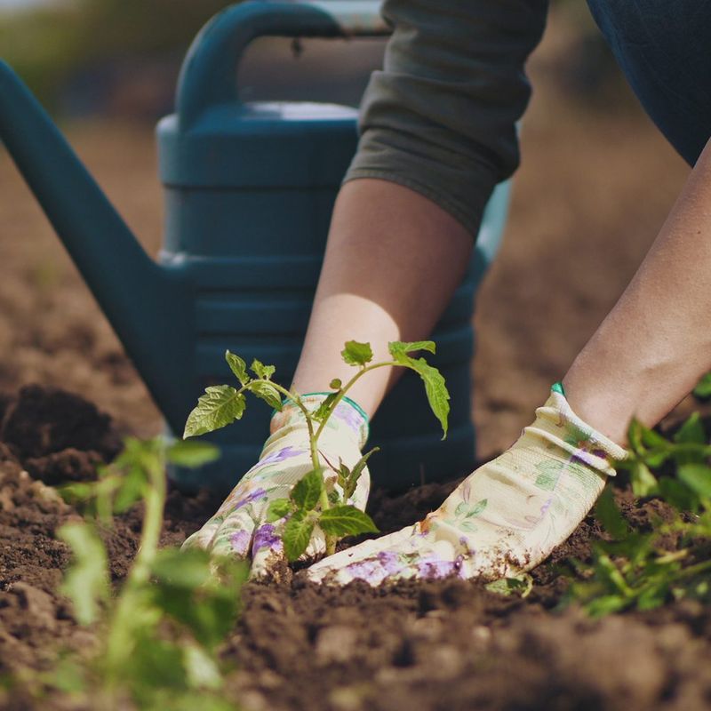 Seasonal Planting Guide