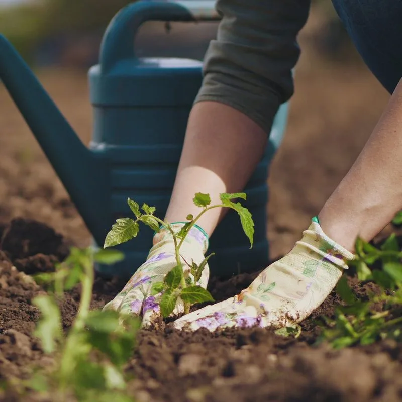Seasonal Planting Guide