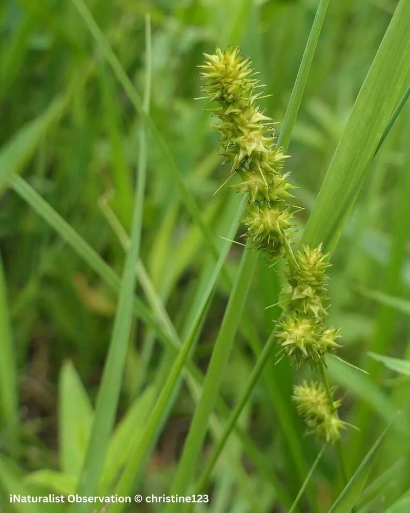 Sedge