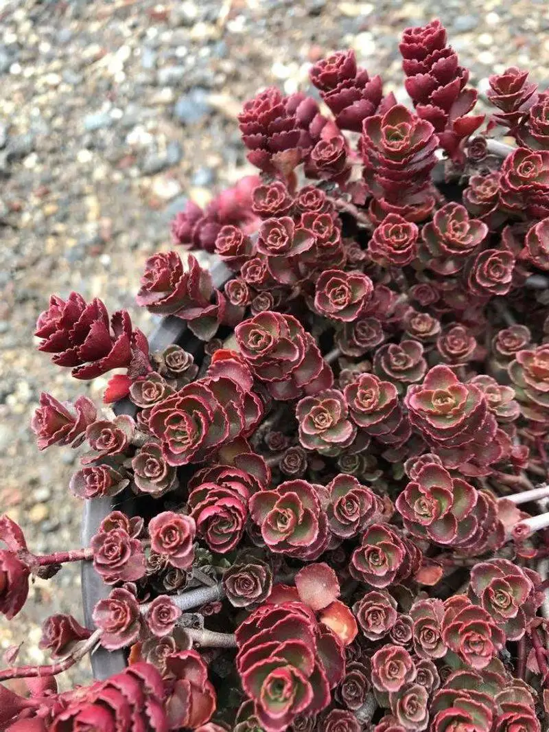 Sedum 'Dragon's Blood'