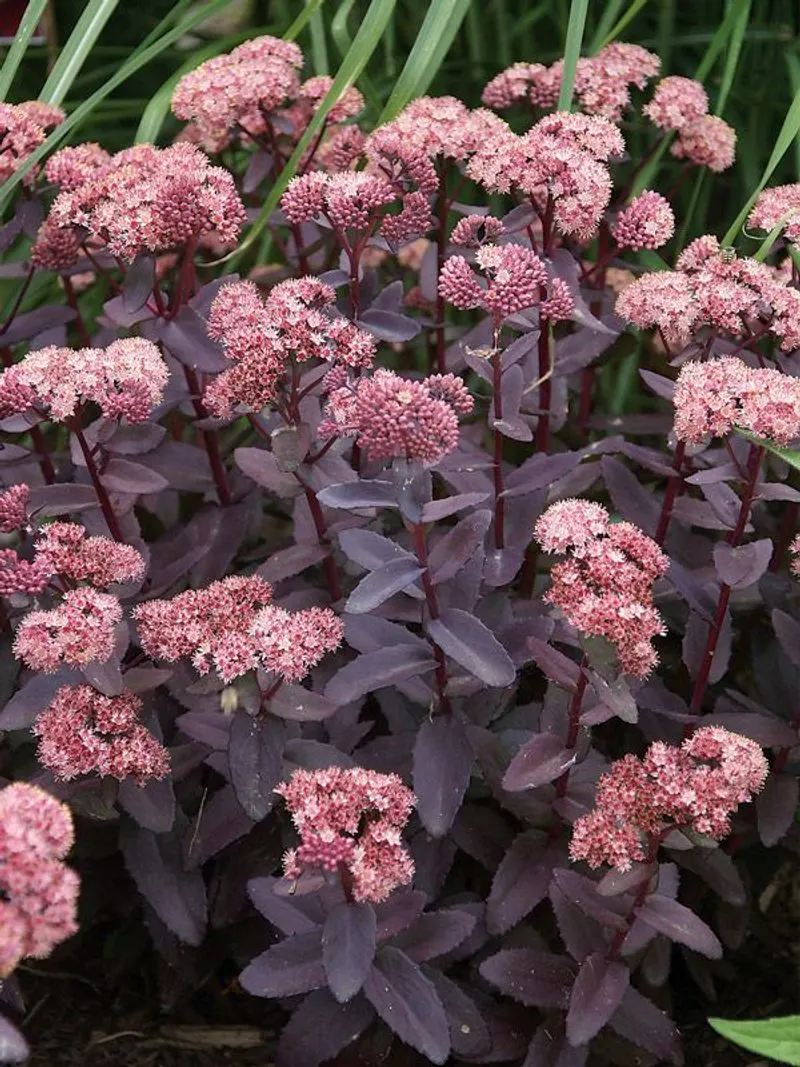 Sedum
