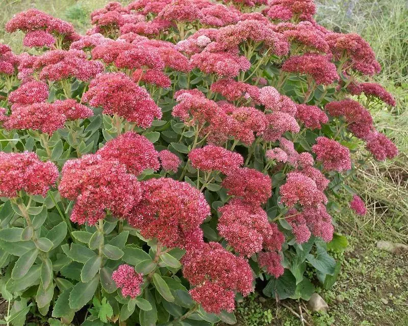 Sedum