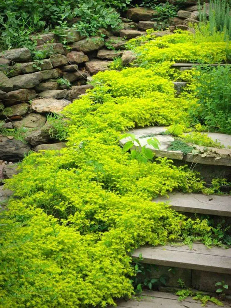 Sedum