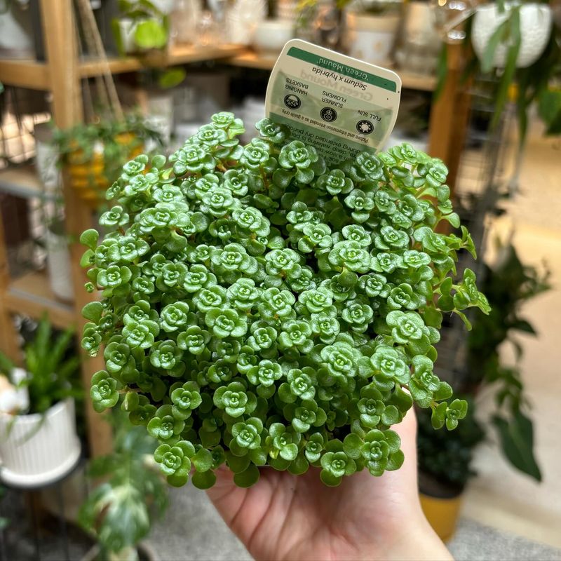 Sedum