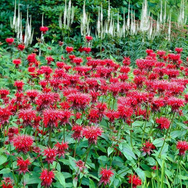 Bee Balm