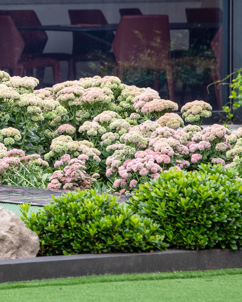 Sedum