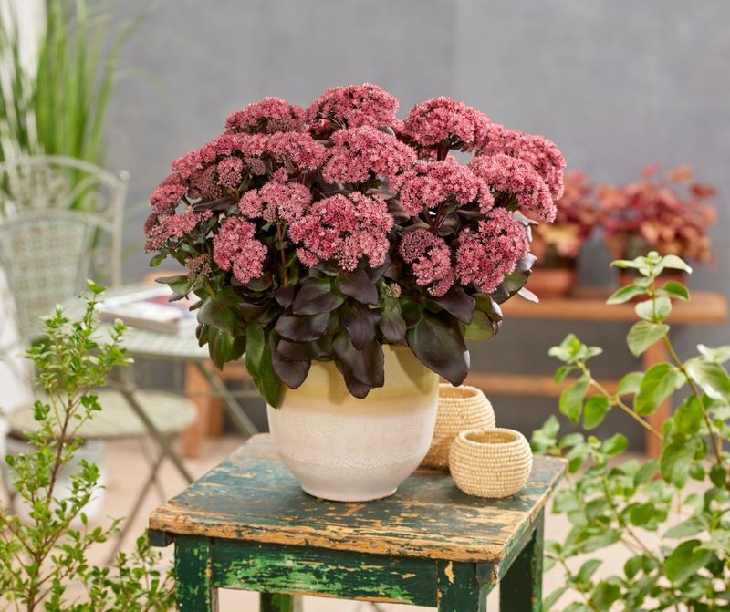 Sedum