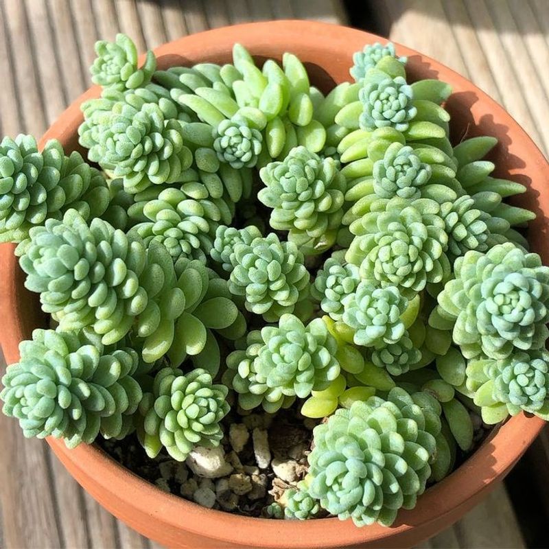 Sedum