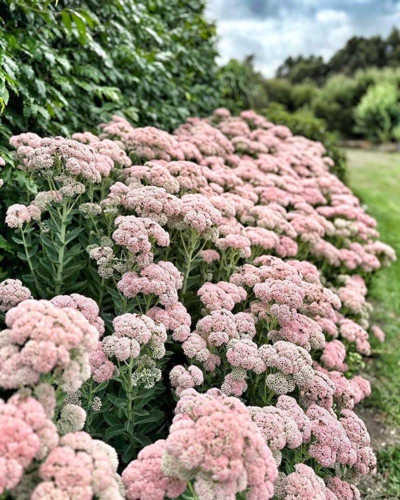 Sedum