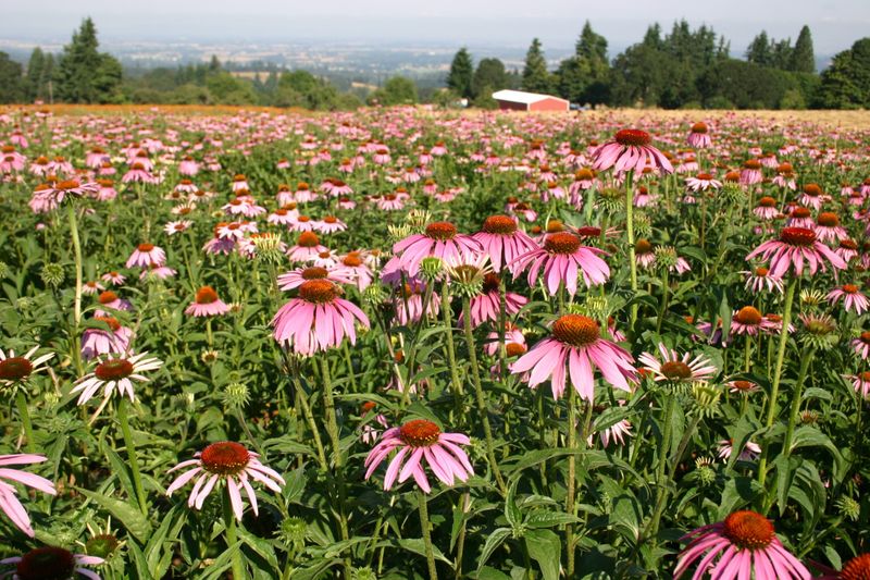 Coneflower