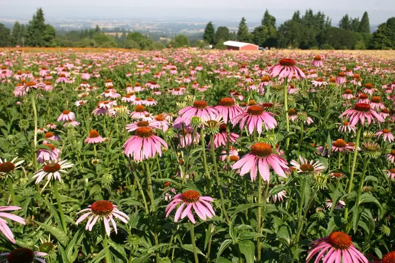 Coneflower