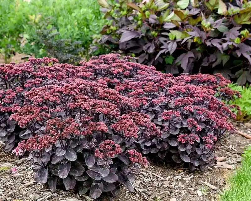 Sedum