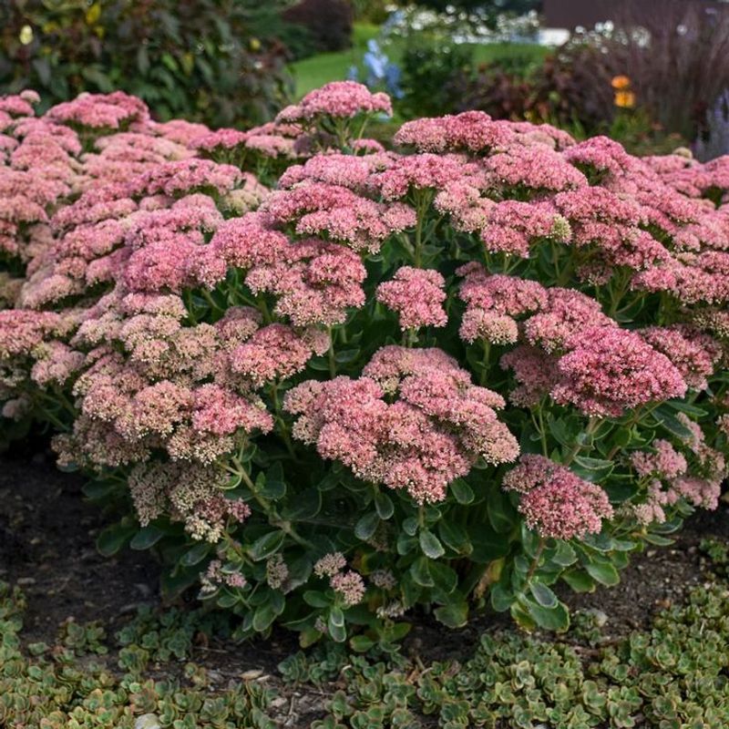 Sedum