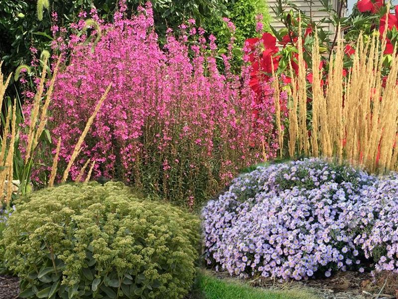 Perennial Flower Beds