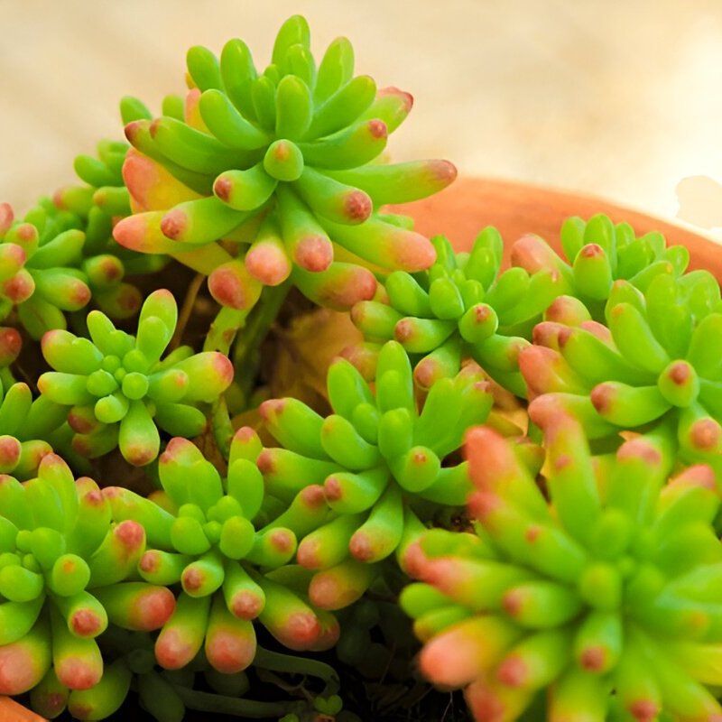 Sedum Rubrotinctum