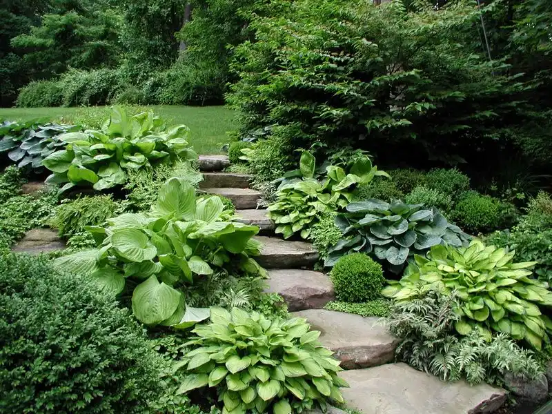 Hosta