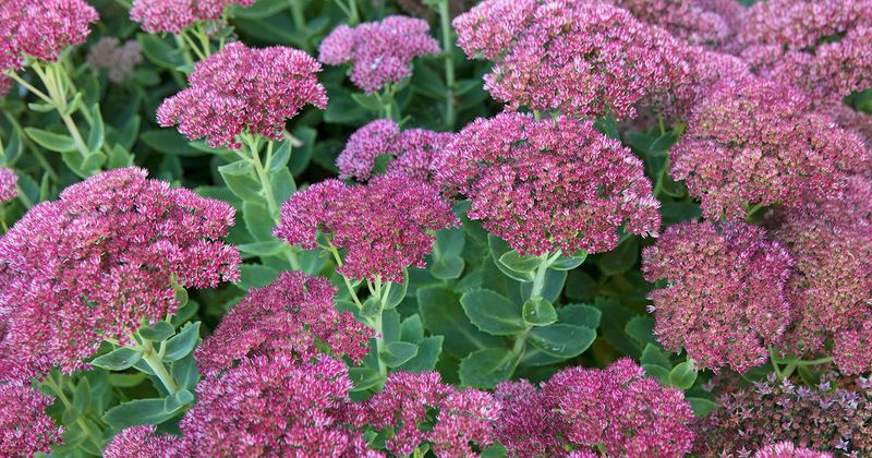 Sedum (Stonecrop)