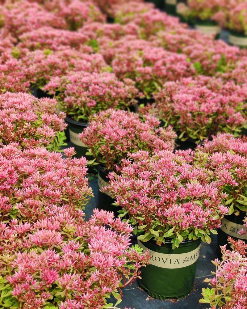 Sedum (Stonecrop)
