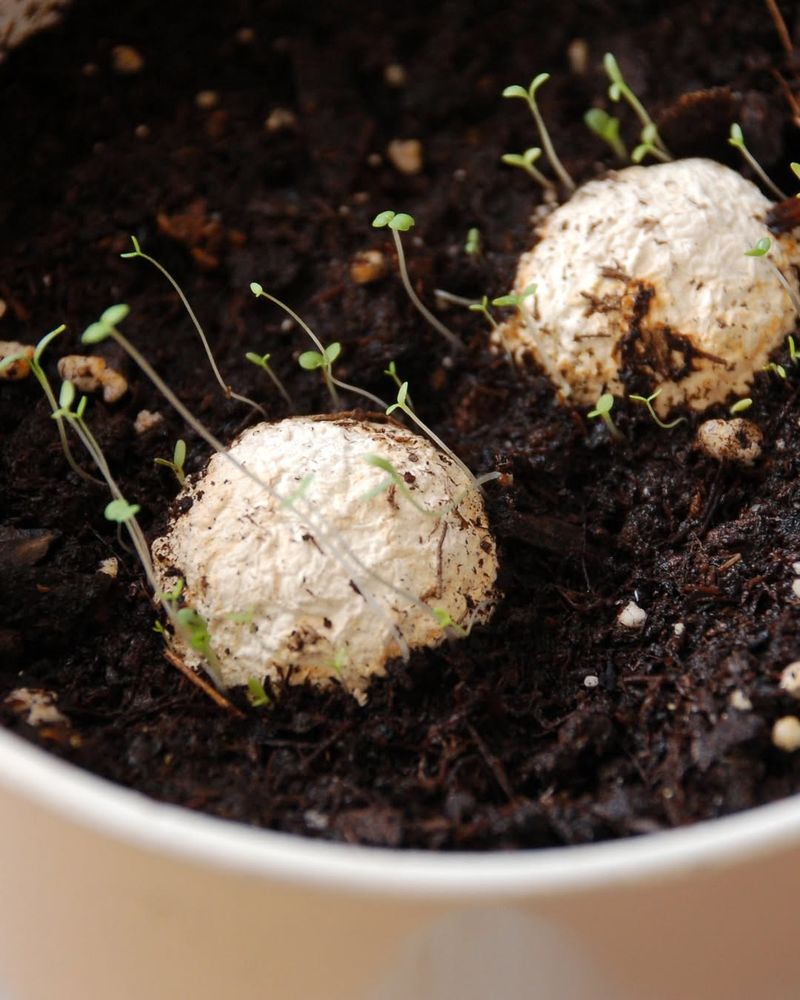 Seed Bombs
