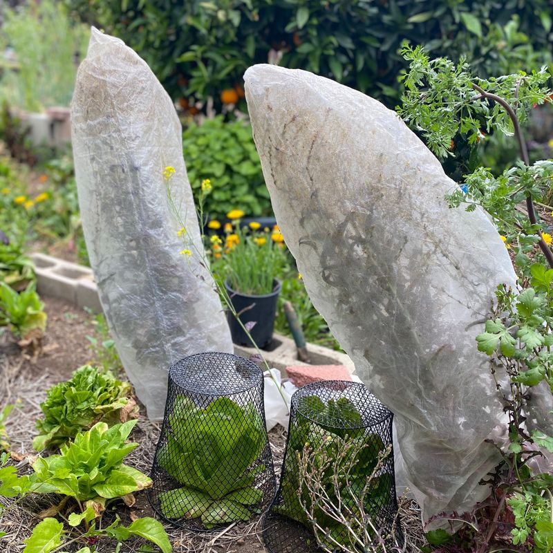 Seed Saving: The Legacy Keeper