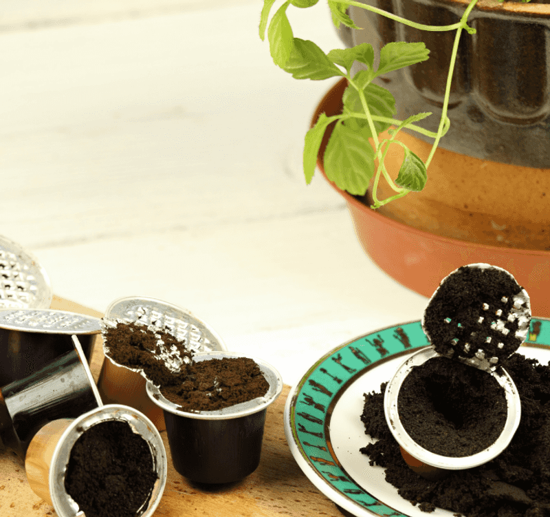 Seed Starter