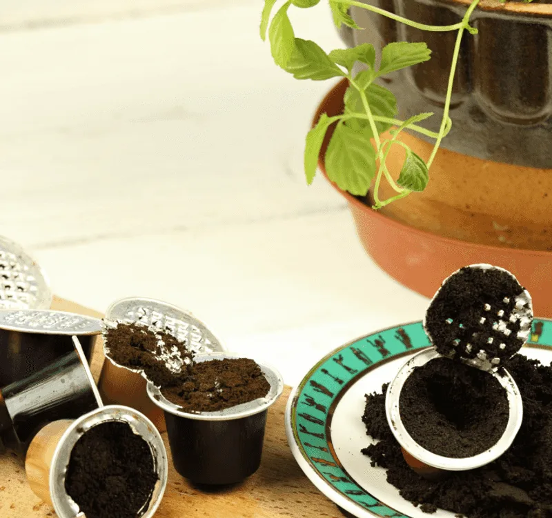 Seed Starter