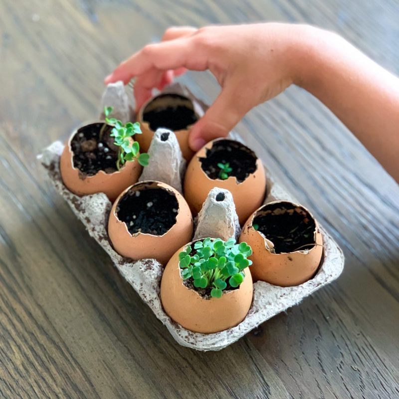 Seedling Pots from Eggshells