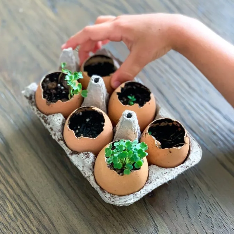 Seedling Pots from Eggshells