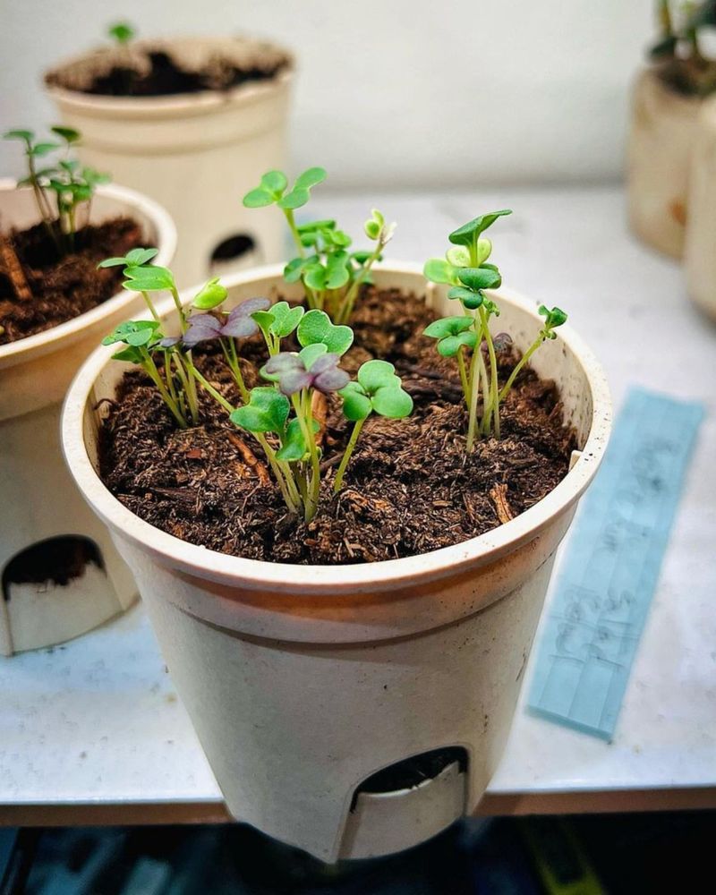 Seedling Starter Pots