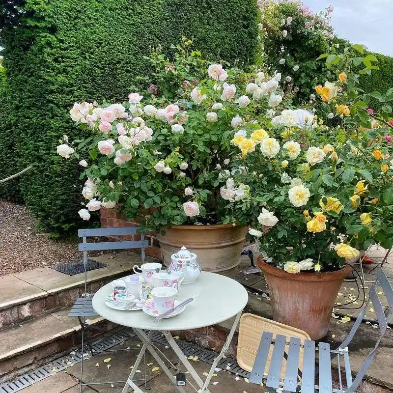 Selecting the Perfect Rose Variety