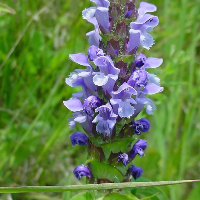 Self-Heal