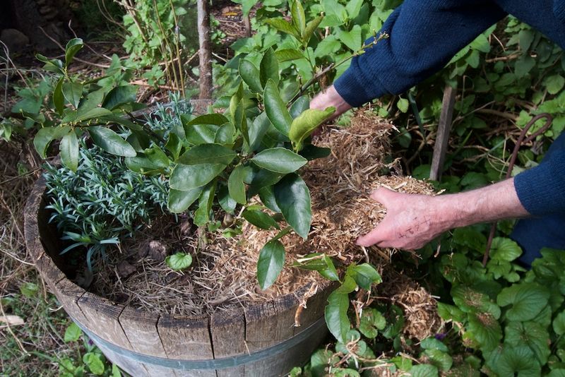 Mulching Magic