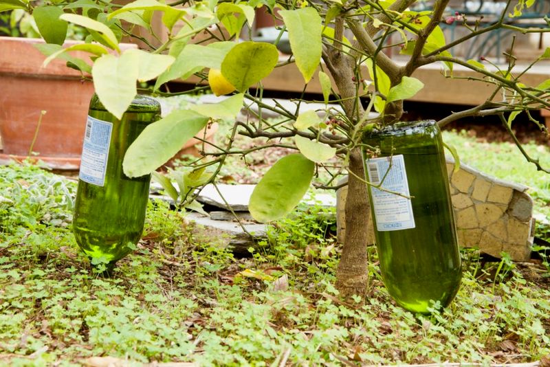 Self-Watering Wine Bottle System