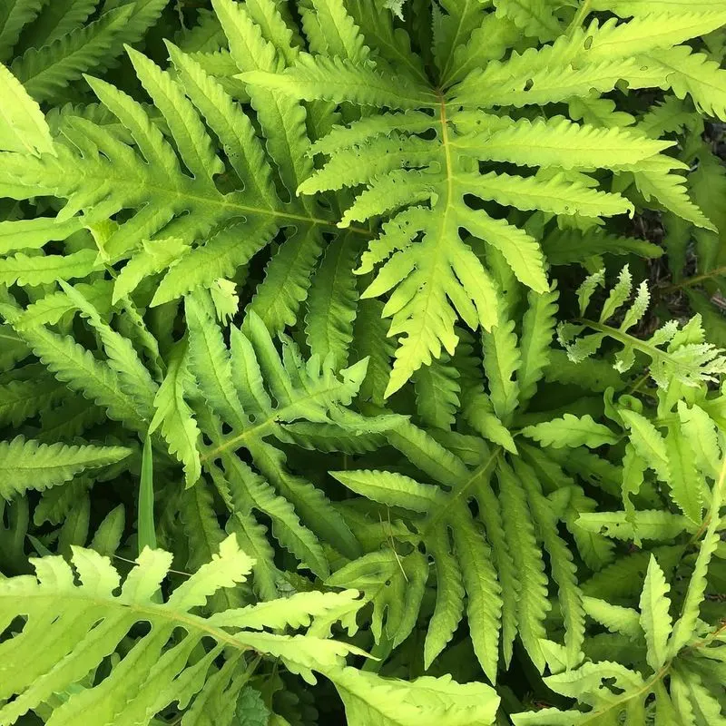 Sensitive Fern