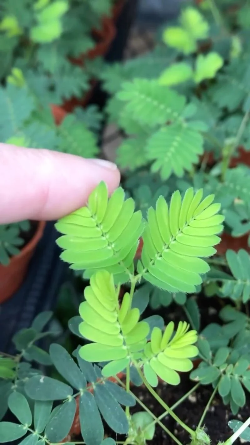 Sensitive Plant Leaf