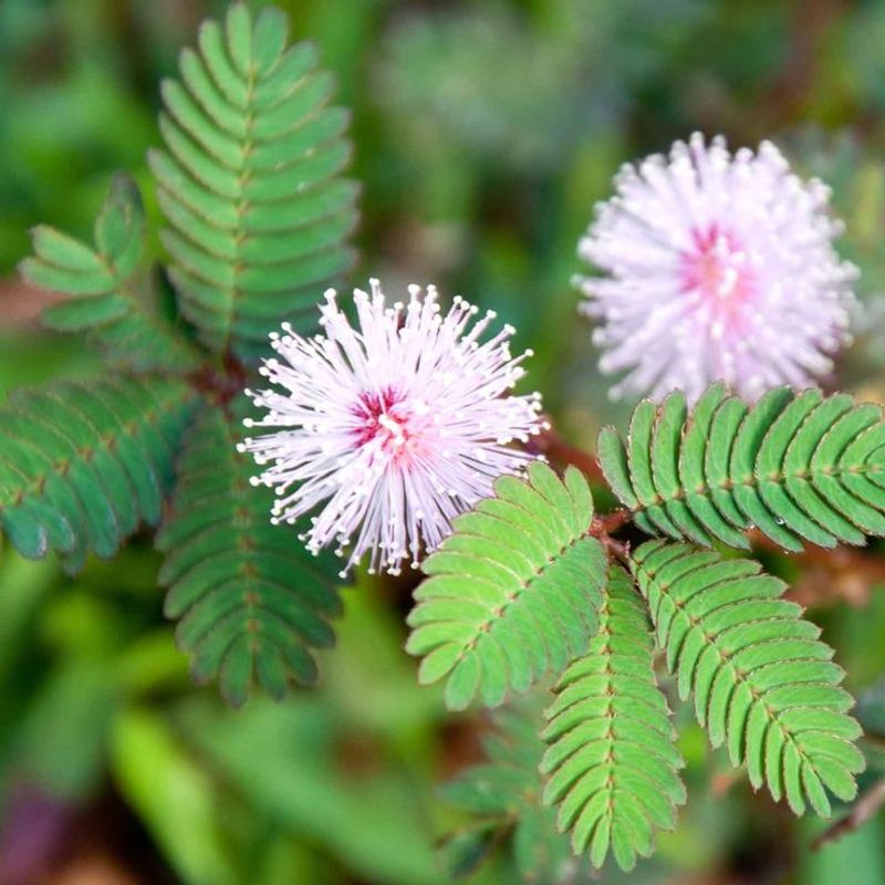 Sensitive Plant