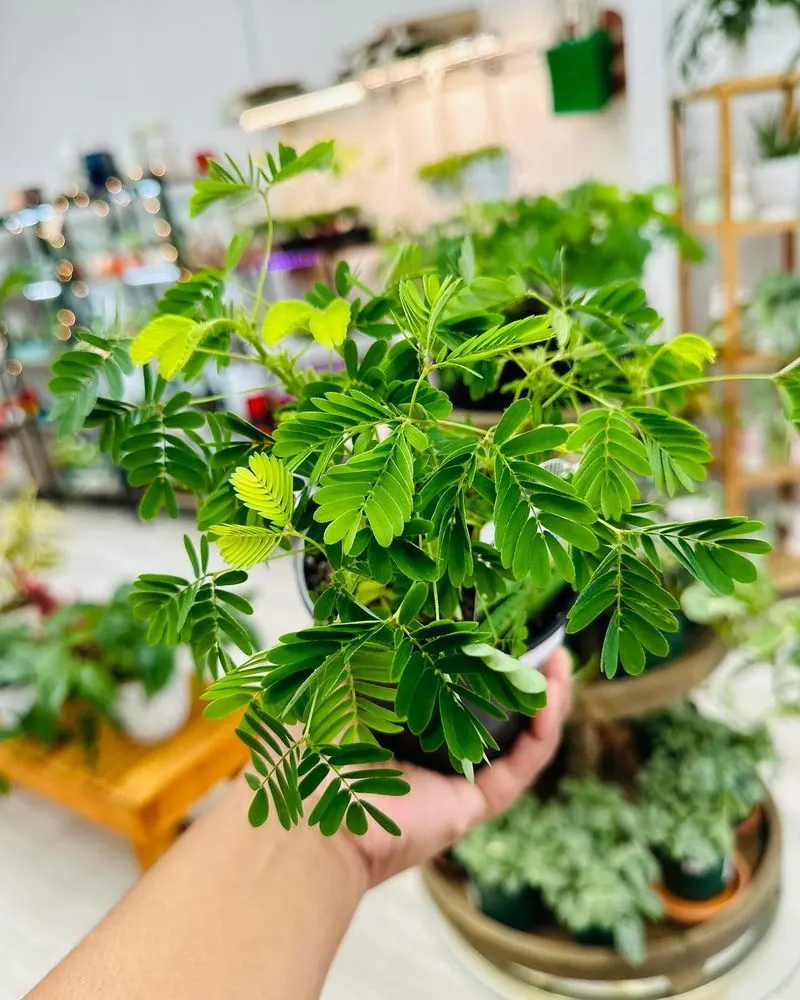 Sensitive Plant’s Reaction
