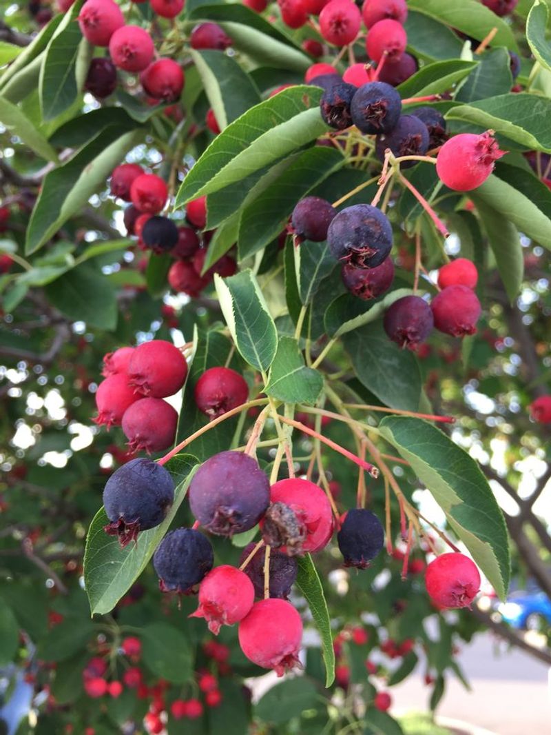Serviceberries