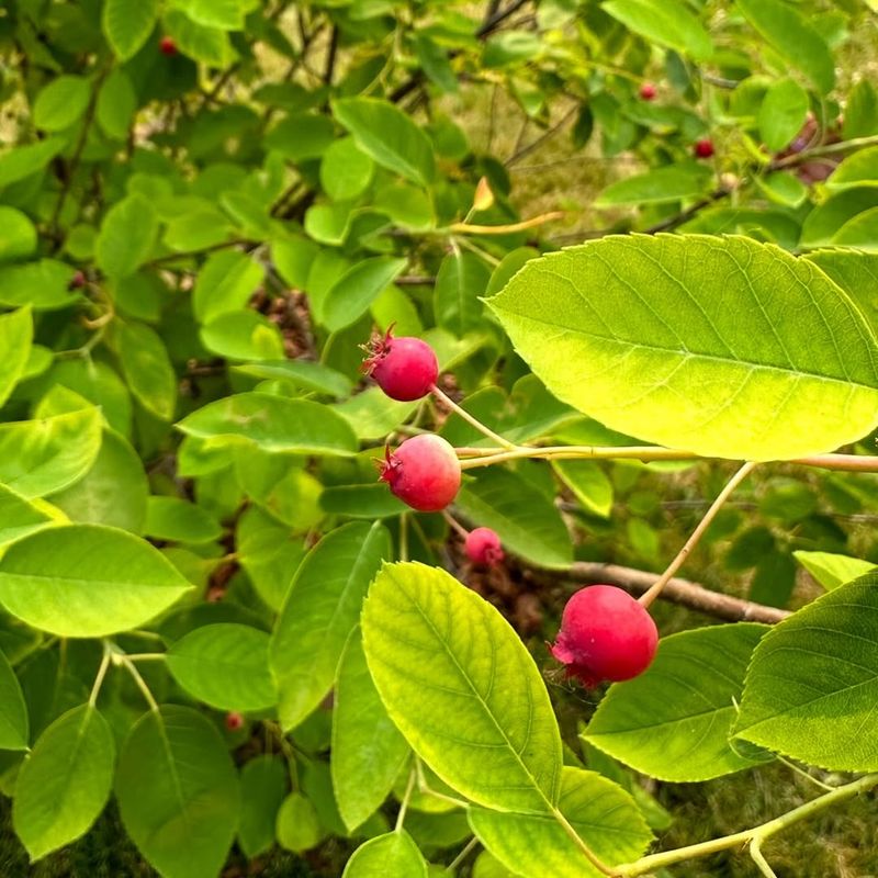 Serviceberries