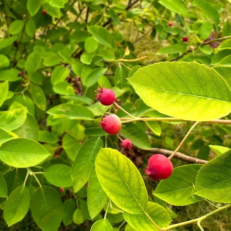 Serviceberries