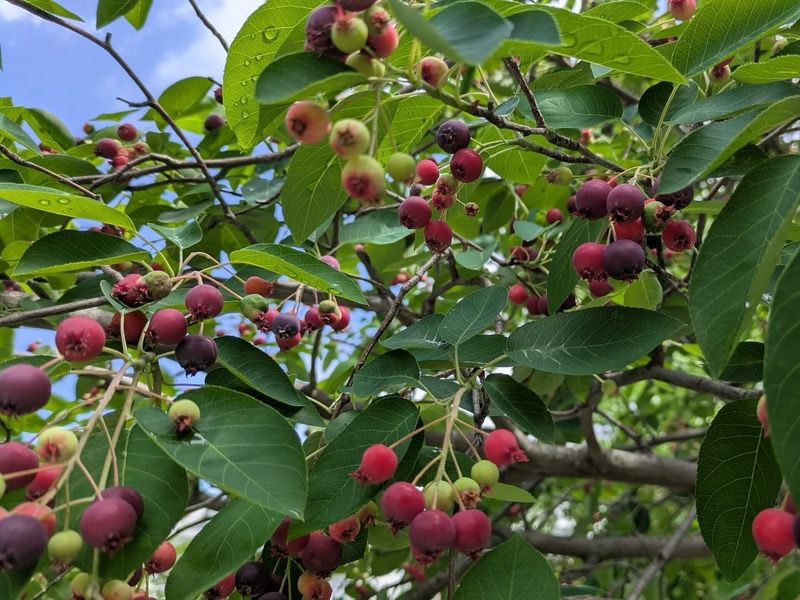 Serviceberry