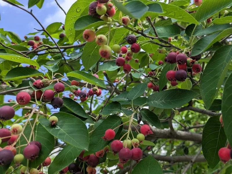 Serviceberry
