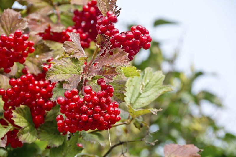 Cranberry Viburnum