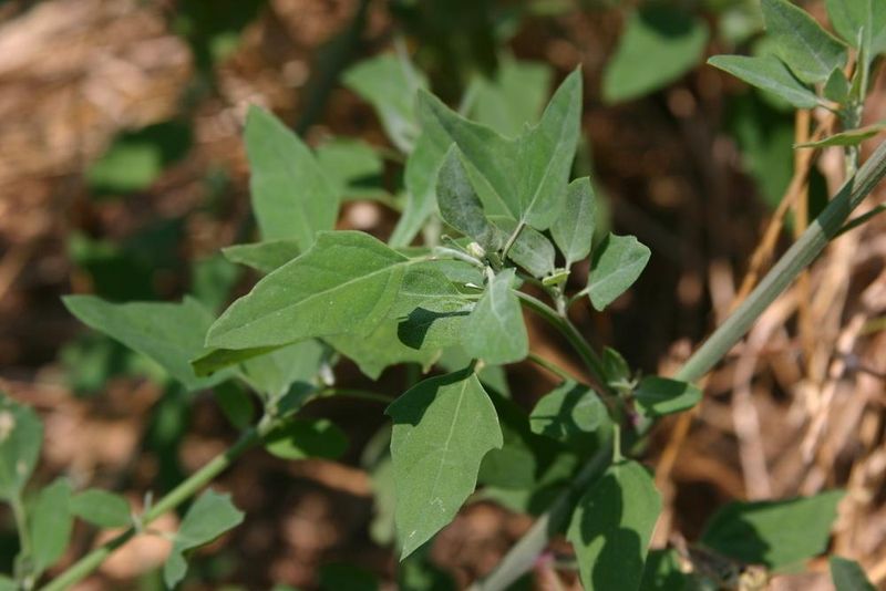 Lambsquarters