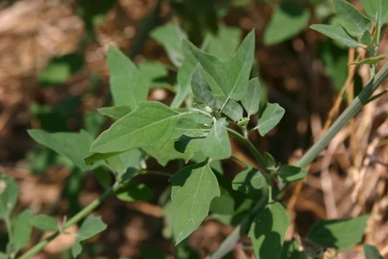 Lambsquarters