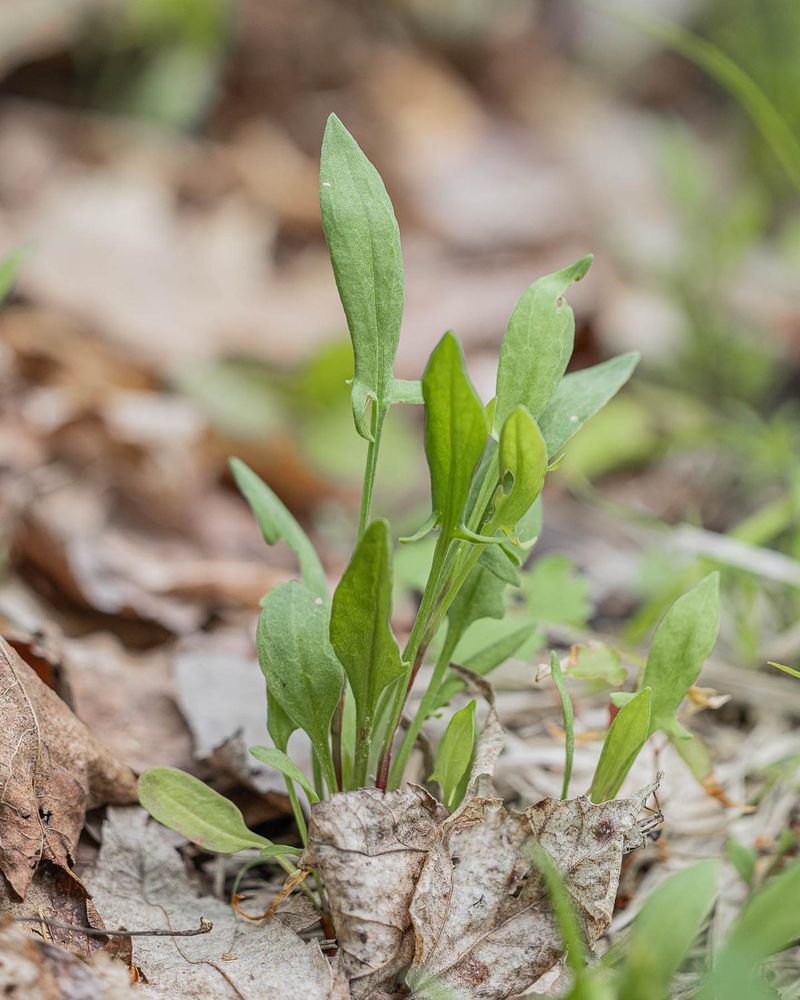 Sheep Sorrel