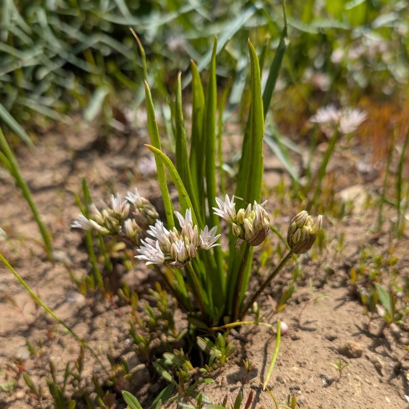 Shepherd's Purse