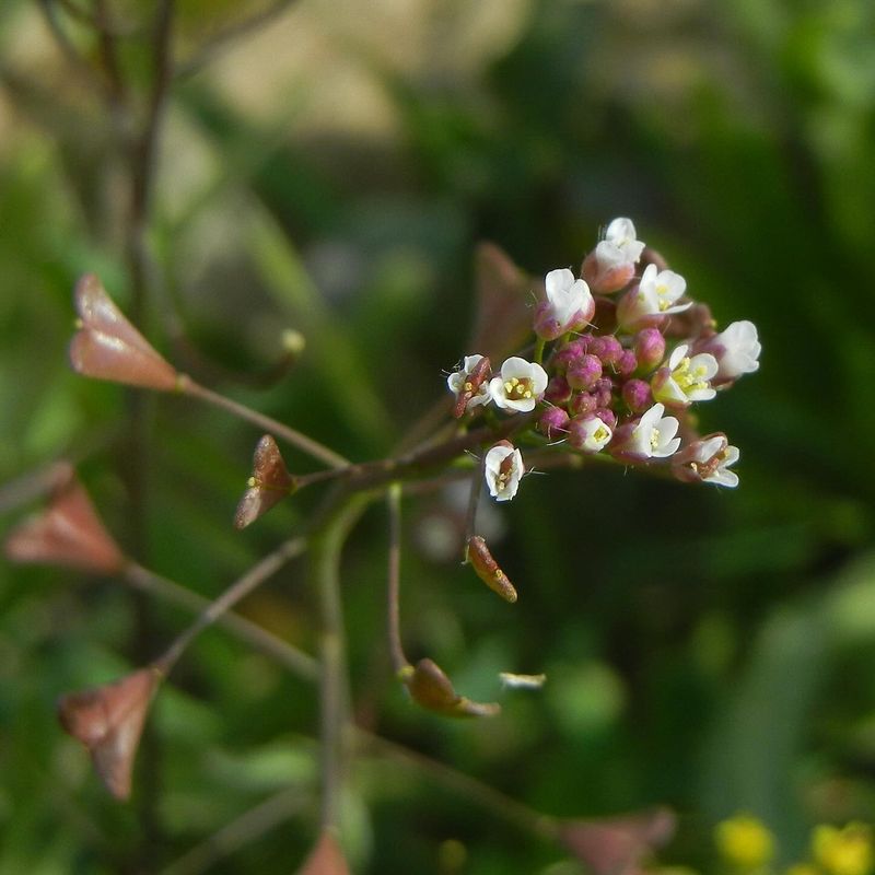 Shepherd's Purse