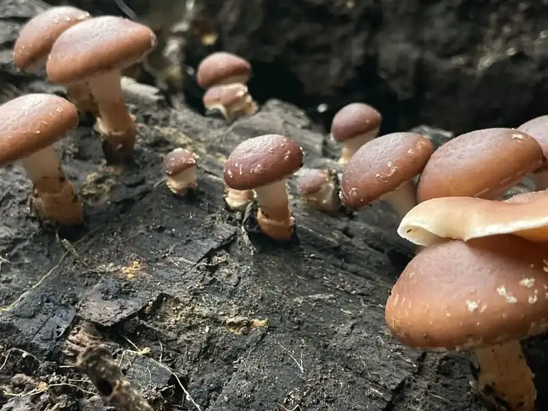 Shiitake Mushroom