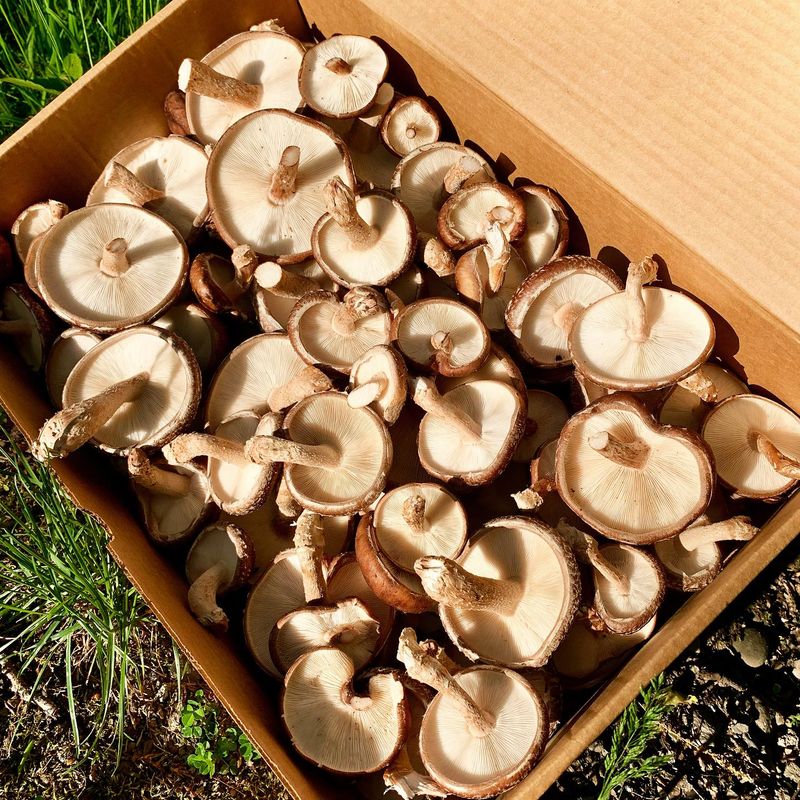 Shiitake Mushrooms